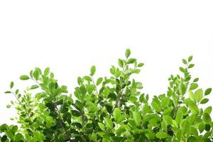 Isolated ficus benjamina branches and leaves with clipping paths. photo