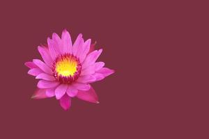 Isolated pink lotus or waterlily flower with clipping paths photo