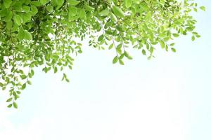 ramas y hojas de ficus benjamina, enfoque suave y selectivo, nubes borrosas y fondo de cielo azul. foto