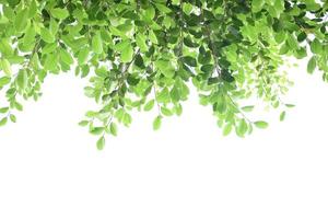 Isolated ficus benjamina branches and leaves with clipping paths. photo