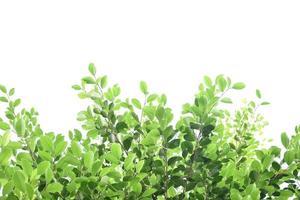 Isolated ficus benjamina branches and leaves with clipping paths. photo