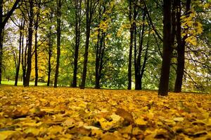 Golden autumn in the park photo