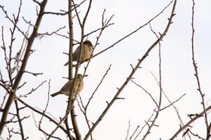 Sparrows on Branch photo