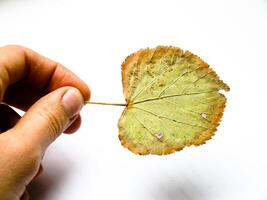 Grunge Green Leaf photo