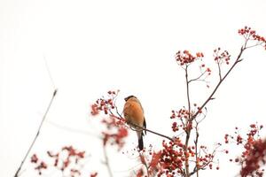 Bullfinch on Rowan photo