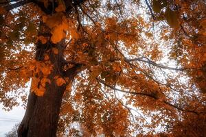 Tree branches in autumn park photo