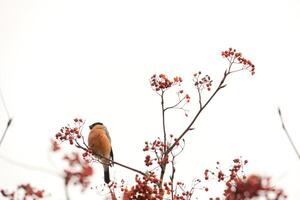 Bullfinch on Rowan photo