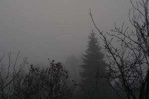 árboles en niebla espesa foto