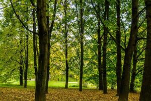 árboles en el parque de la ciudad de otoño foto