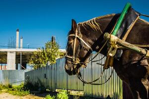 Portrait of Harnessed Horse photo