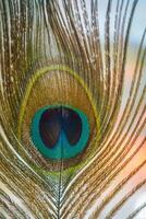 Peacock Feather Macro photo