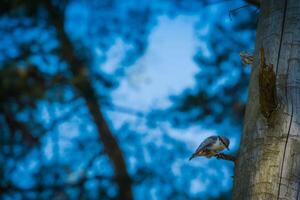 Small grey bird on pine tree photo