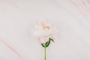 flores de peonía blanca sobre fondo de mármol foto