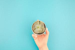 Woman hands with succulent plant photo