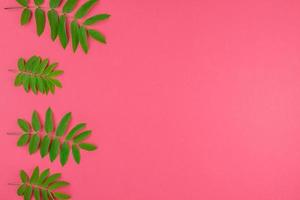 Green rowan tree leaves on bright pink background photo