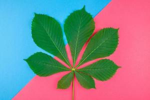 Pattern with fresh green chestnut leaves photo