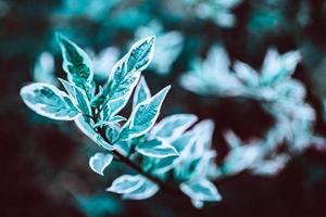 Green plant botanical natural background photo