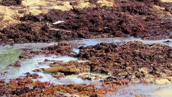 spiaggia molto disgustosa di alghe rosse sargazo playa del carmen messico. video