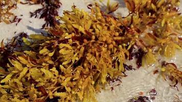 Fresh yellow seaweed seagrass sargazo beach Playa del Carmen Mexico. video