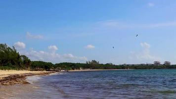 playa mexicana tropical agua algas sargazo playa del carmen mexico. video