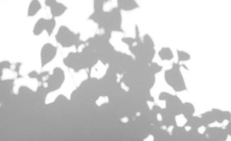 superposición de sombra natural de hojas realistas sobre fondo de textura blanca, para superposición en la presentación del producto, fondo y maqueta, concepto de temporada de verano foto