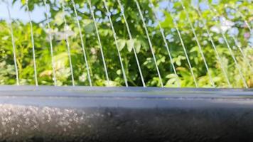 Garden sprinkler in a close up view watering a green garden. video