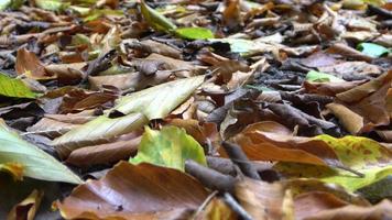 skön höst löv i vibrerande färger faller på de jord i en skog video