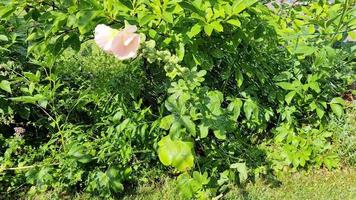 arroseur de jardin dans une vue rapprochée arrosant un jardin verdoyant. video