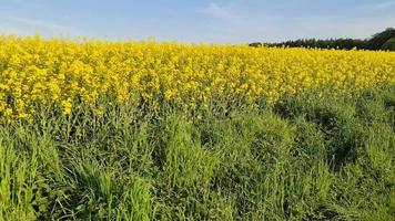 dirigindo ao longo de um campo de colza florido contra um céu azul com nuvens. video