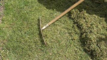 A gardener rakes grass and moss with an old rake from a lawn - garden concept. video