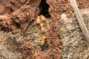 las termitas ayudan a descargar astillas de madera. foto