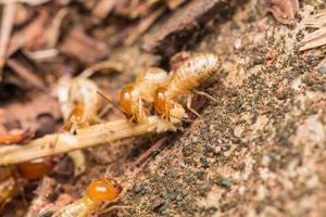 Termites help unload wood chips. photo