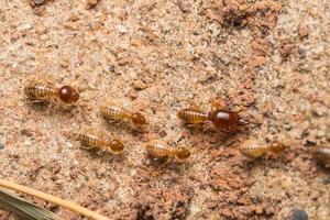 Termites help unload wood chips. photo