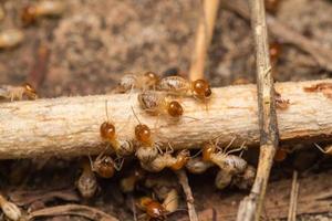 Termites help unload wood chips. photo