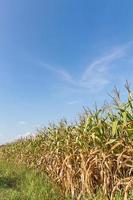 corn cob on a field in summer photo