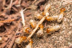 Termites help unload wood chips. photo