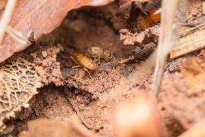 Termites help unload wood chips. photo