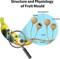 estructura y fisiología del moho del plátano vector