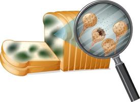 Inedible bread with mould vector