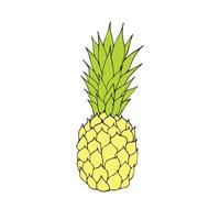 Vector hand drawn pineapple