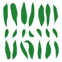juego de hojas de mango dibujadas a mano, varias formas de colección de hojas verdes simples abstractas, elementos para el diseño ecológico y biológico, decoración de accesorios para el vector de ilustración moderna