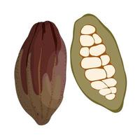 Cocoa tree fruit whole and sliced with natural cacao beans inside, exotic chocolate fetus, organic raw cocoa beans hand drawn simple colored flat vector illustaration