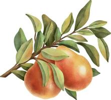 Hand drawn ripe watercolor fruit on white background clipart. vector