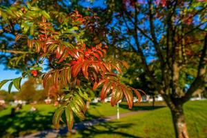 nice autumn day int he fall. photo