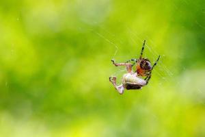 The spider attacks its prey, a locust grasshopper, and wraps it in webs. photo