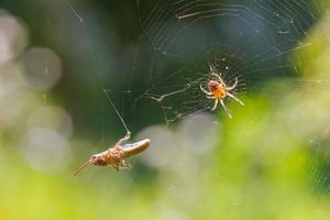 una araña forestal atrapó un saltamontes de langosta en sus redes contra un fondo verde claro borroso. foto