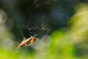 The spider has caught a locust grasshopper in its round radial web. photo