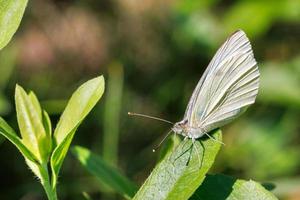 A fluffy butterfly sat down on a green leaf to rest on a blurred light green background. photo