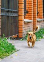 A red-haired mongrel merrily runs along the pavement along a brick-orange fence on a summer day. photo