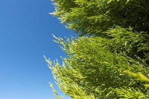 blue sky and green nature background texture photo